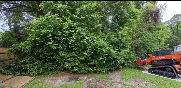Kubota track loader with a forestry mulcher clearing a wall of overgrown brush