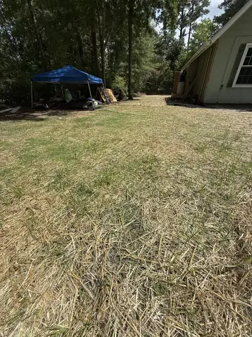 Newly seeded lawn covered with straw beside a house